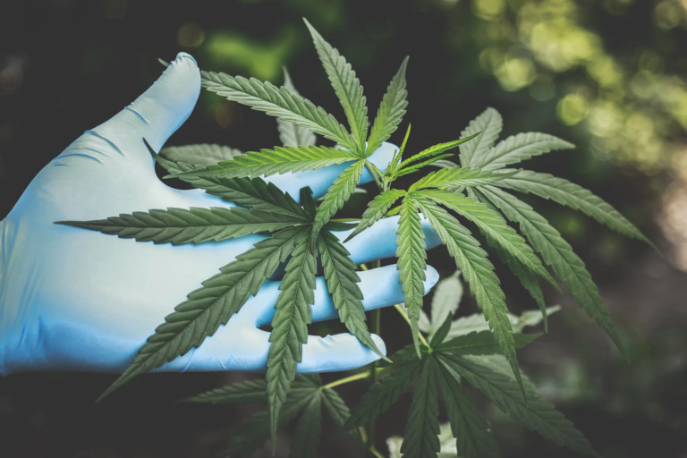 What you need to know before Leasing to a Cannabis Grower
